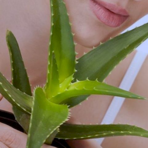 Plantar aloe vera: consejos para cultivar sabila en maceta y en suelo
